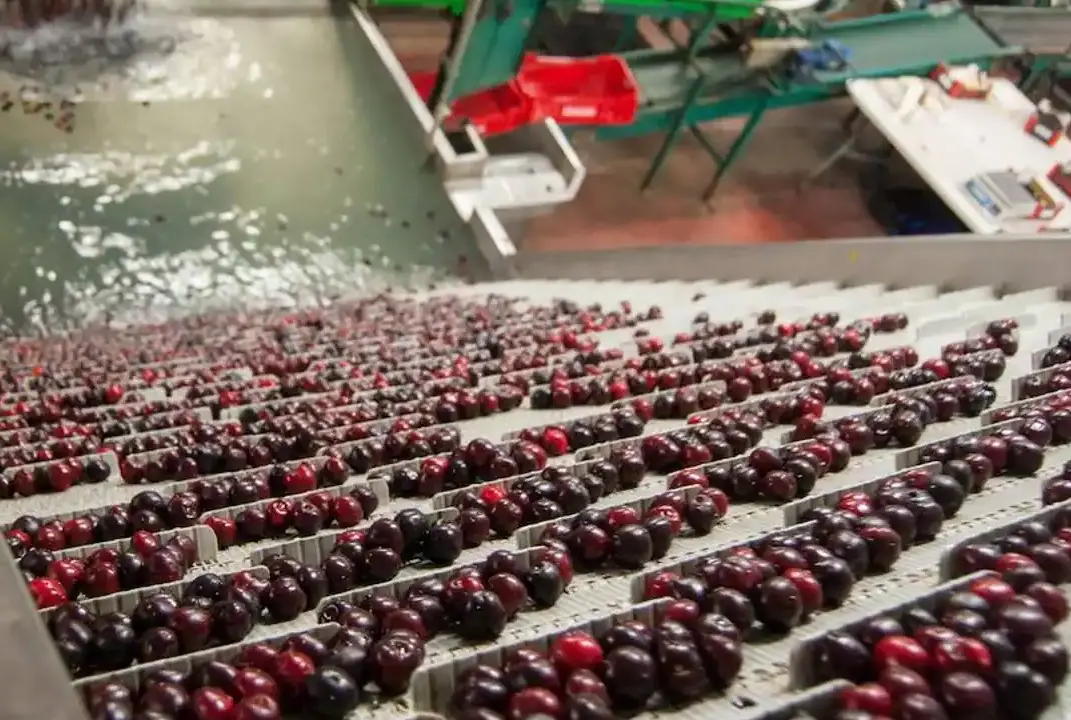 se buscan 500 trabajadores para la temporada de recoleccion de cerezas en el valle del jerte